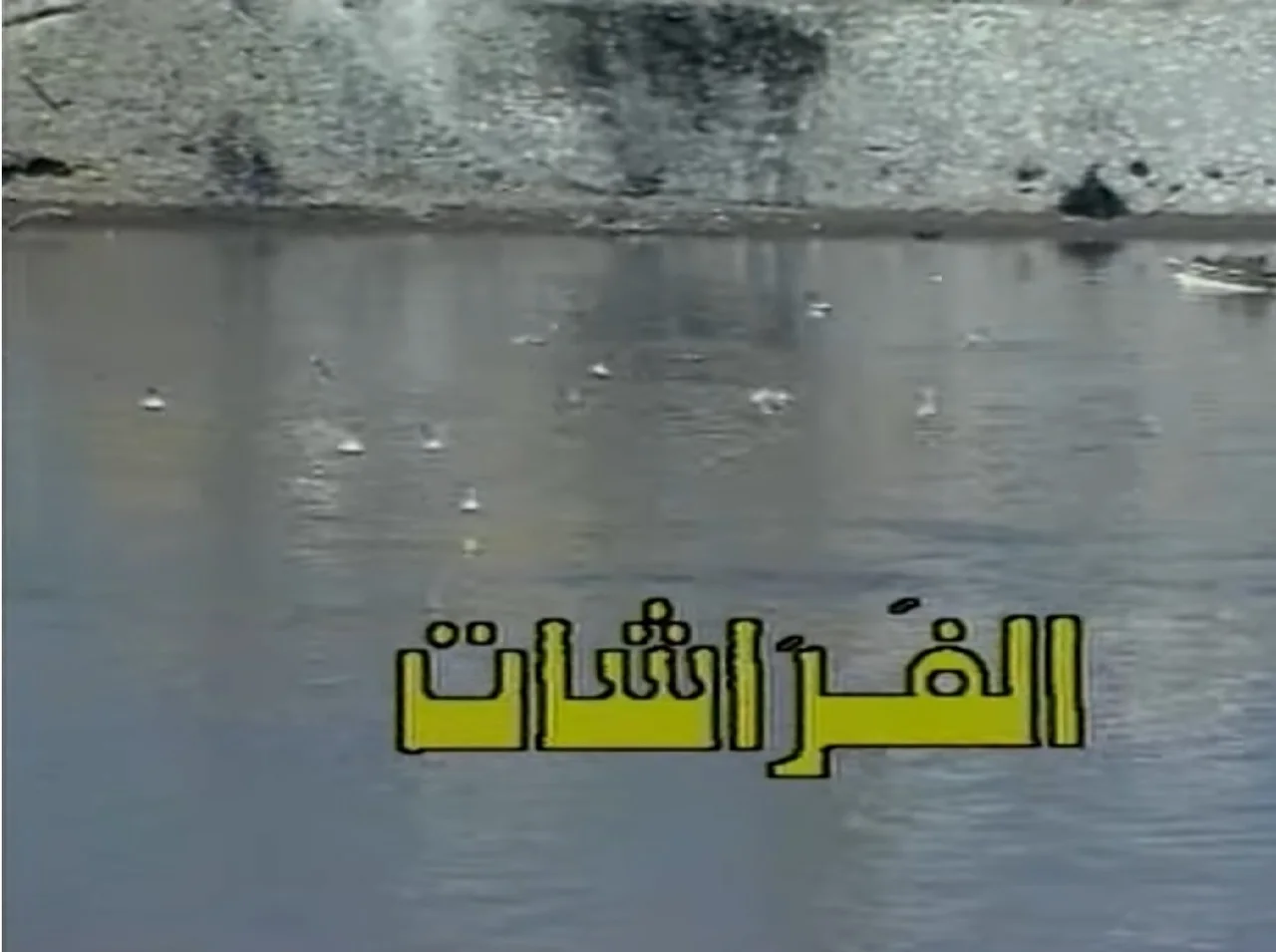 الفراشات